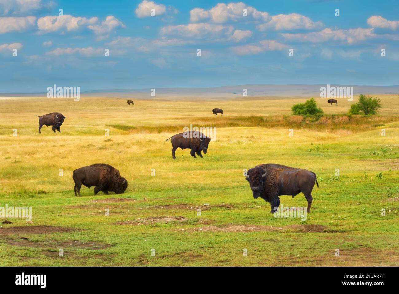 Diversi bisonti pascolano nell'erba gialla e verde di una prateria. Foto Stock Diversi bisonti pascolano nell'erba gialla e verde di una prateria. Foto Stock