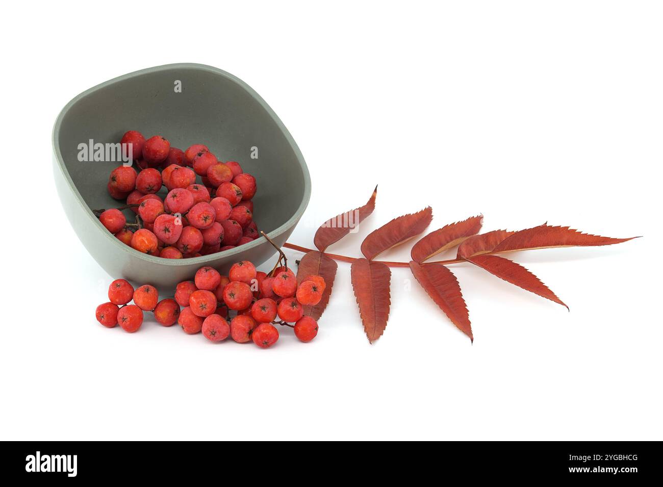 Una collezione di vivaci bacche rosse di rowan fuoriesce da una moderna ciotola, accompagnate da foglie autunnali. Ideale per i temi del raccolto, della natura e della stagione Foto Stock