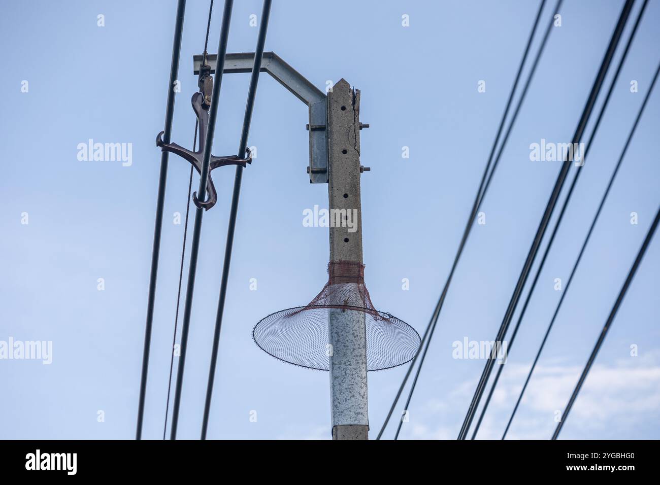 Anti Snake, serpente arrampicata protezione animali su palo elettrico in Thailandia Foto Stock