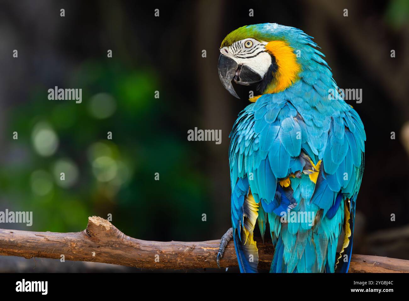 Happy Bird, Macaw Parrot Bird Smile catturano il ramo di alberi di legno colorato animale tropicale nello zoo. Foto Stock