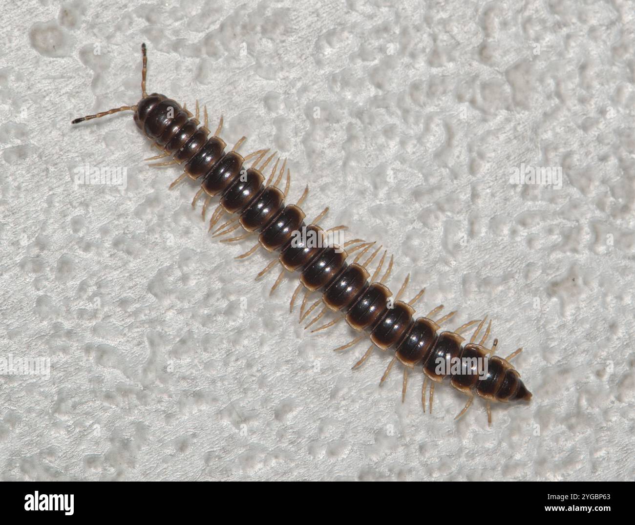 Millipede serra che strizza Oxidus gracilis artropode di controllo degli insetti della natura. Foto Stock