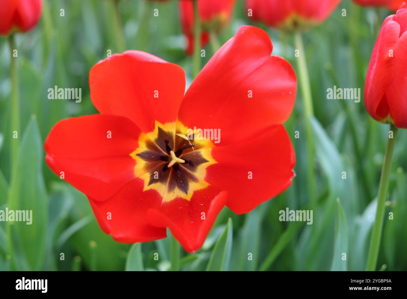 Primo piano di un tulipano rosso con un centro giallo Foto Stock