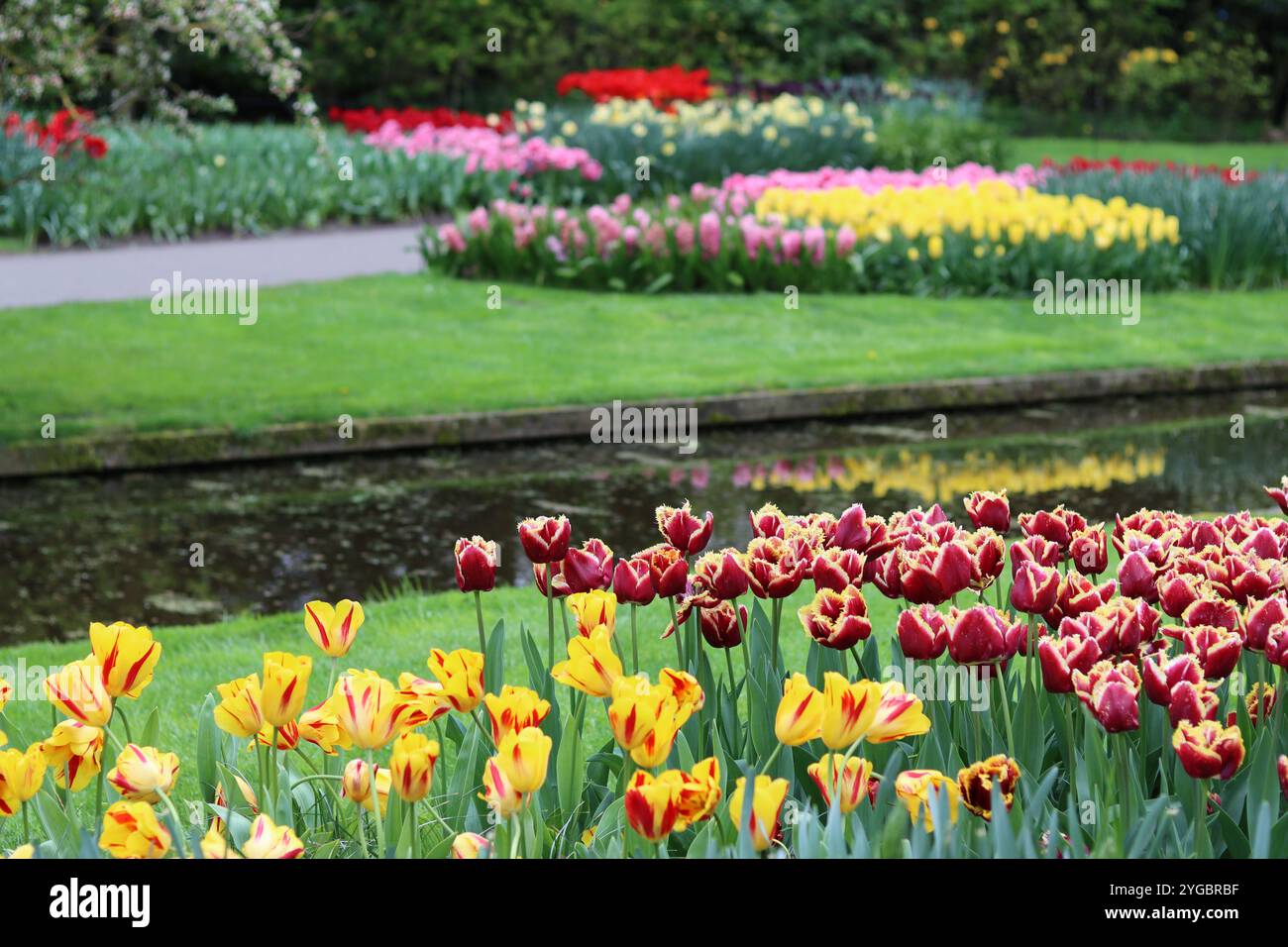 Aiuole piene di tulipani luminosi in un parco in primavera Foto Stock
