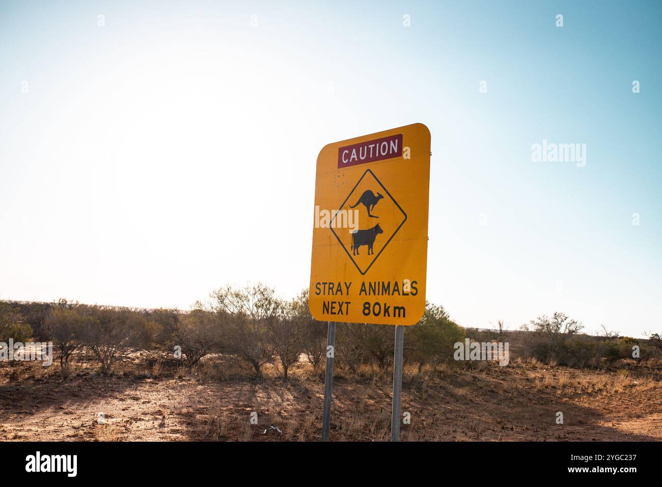 Segnaletica stradale gialla e rossa nell'entroterra dell'Australia Occidentale, che mette in guardia su animali randagi come canguri e mucche nei prossimi 80 km Foto Stock