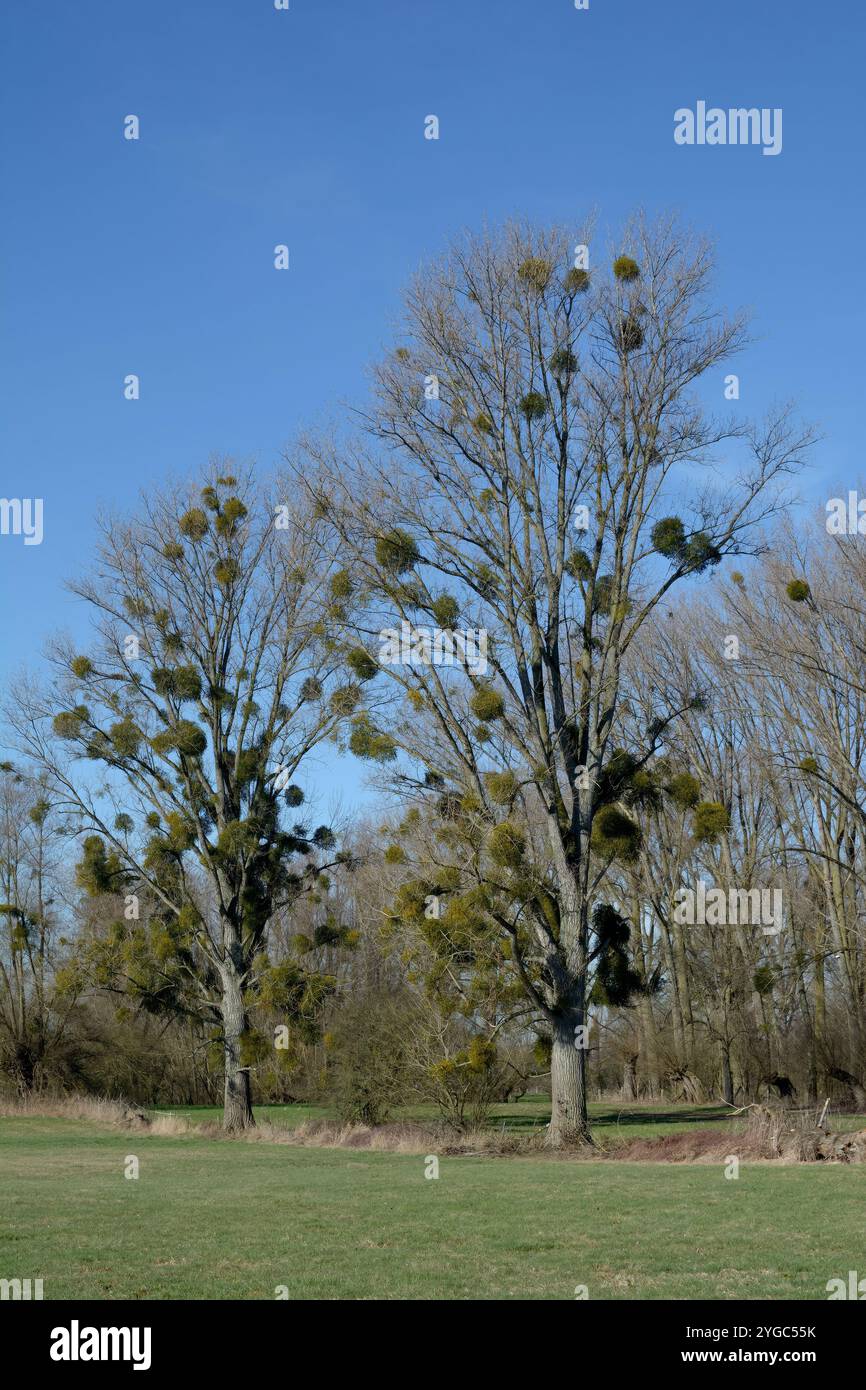 risposta mistica Viscum album su pioppo,Himmelgeister Rheinbogen Nature Reserve,Rhine River Floodplain,Düsseldorf-Himmelgeist,Germania Foto Stock