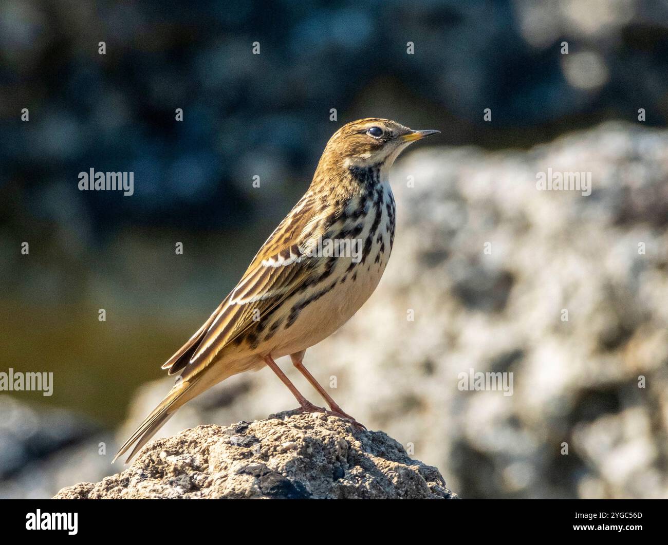 Meadow Pipit (Anthus pratensis) Paphos, Cipro. Foto Stock