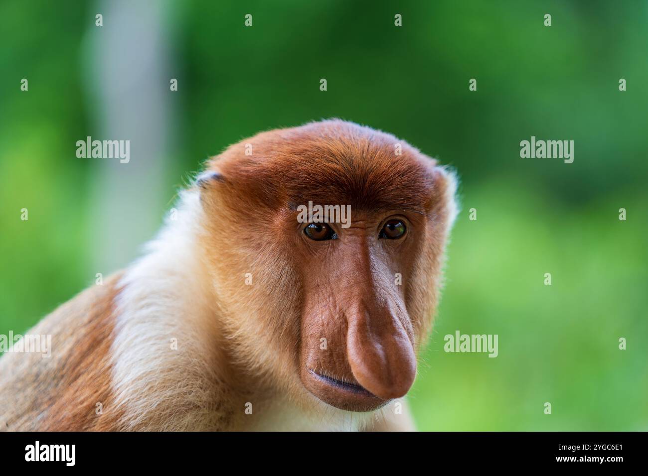 Scimmie proboscide selvatiche nella riserva naturale nella foresta di mangrovie di Sandakan, Sabah, Borneo settentrionale, Malesia. Le scimmie proboscide della fauna selvatica sono in pericolo Foto Stock