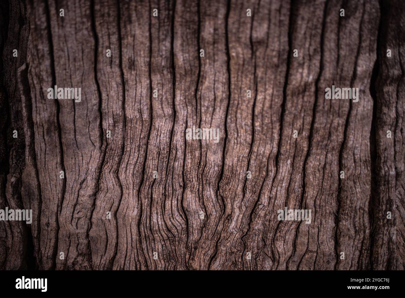 Foto ravvicinata della struttura della corteccia del legno di un ceppo d'albero. Foto Stock