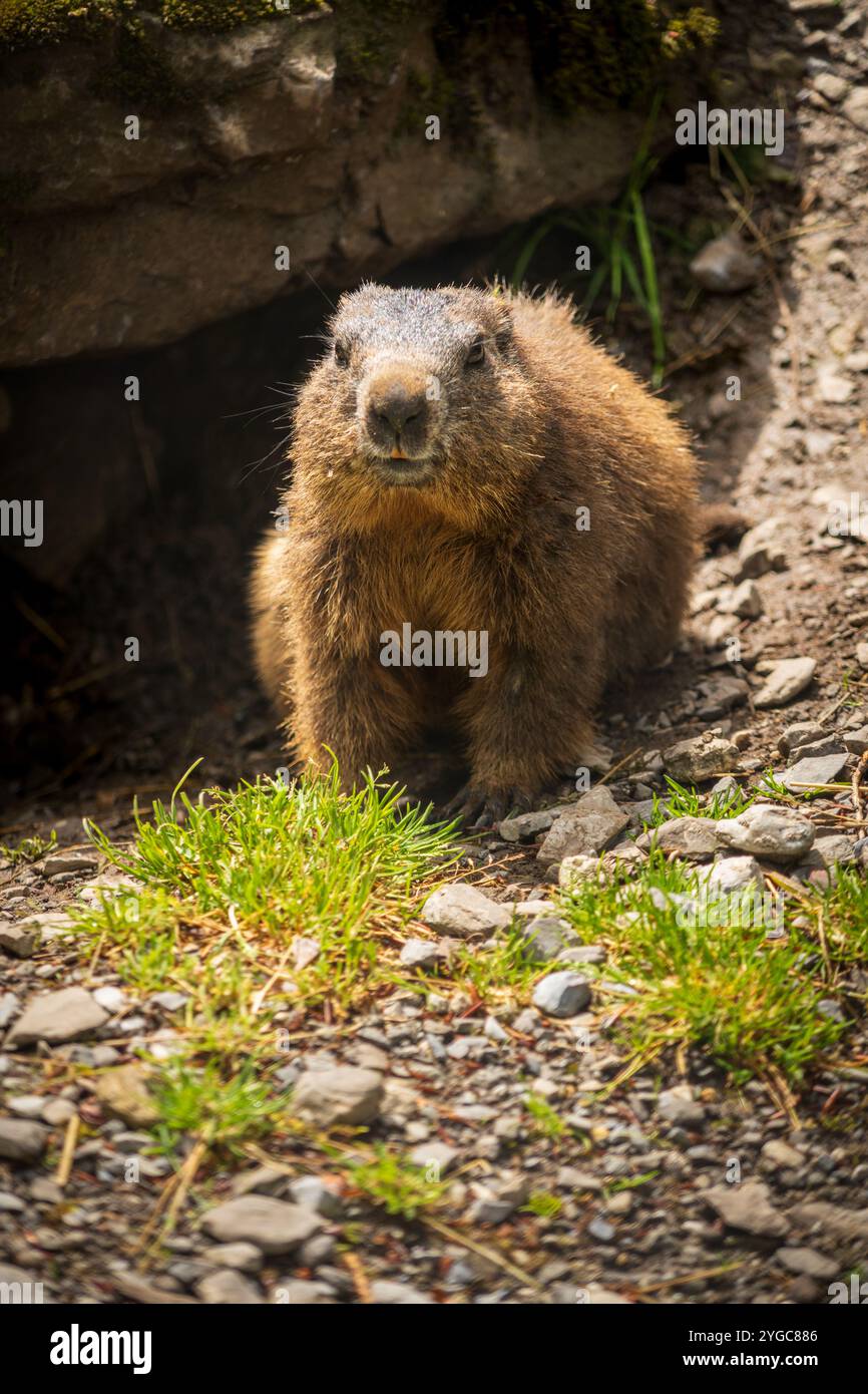 Le vivaci e carine marmotte del Wildpark Brienz in Svizzera Foto Stock