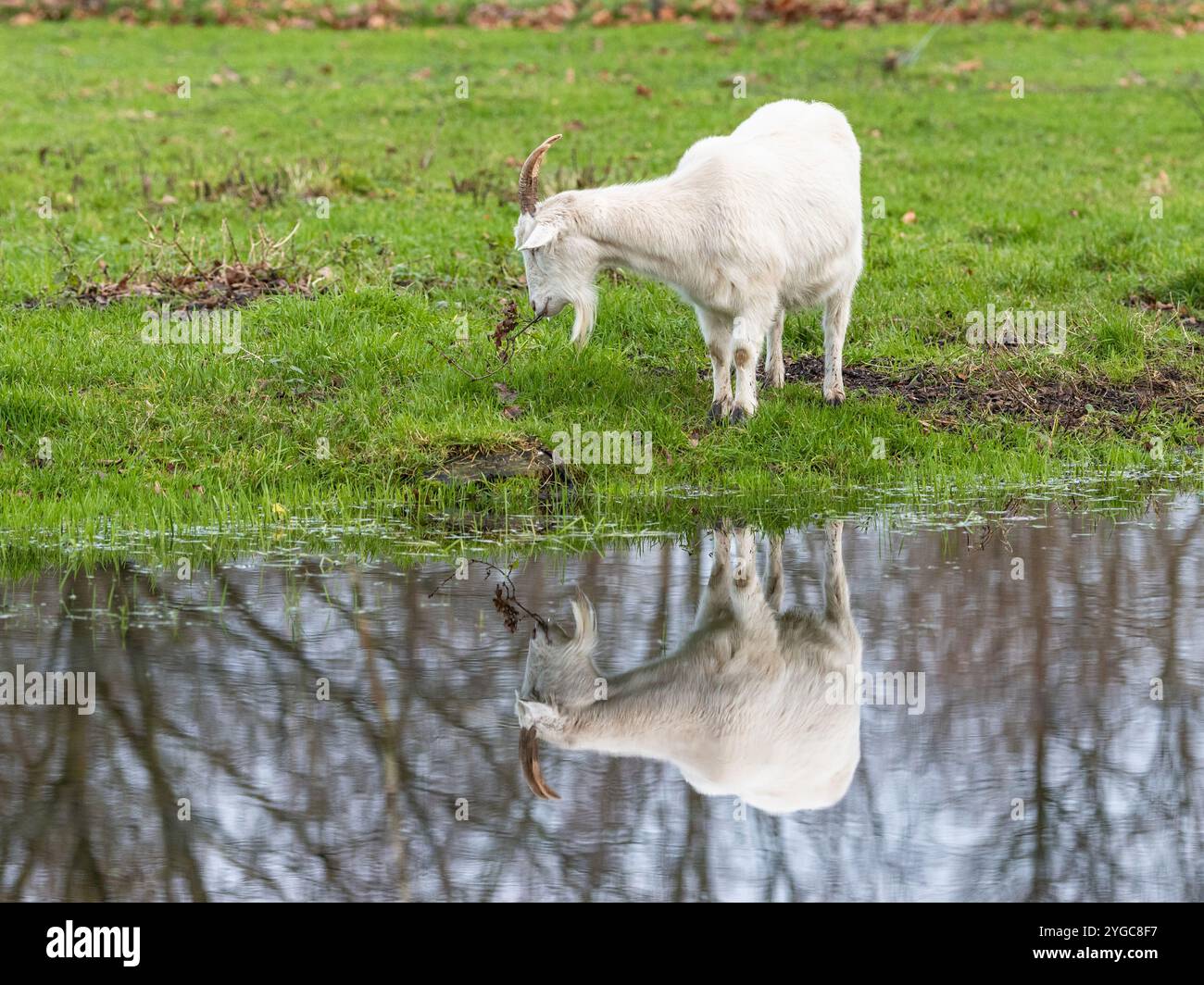 Capra incontra la sua riflessione nell'acqua. Foto Stock