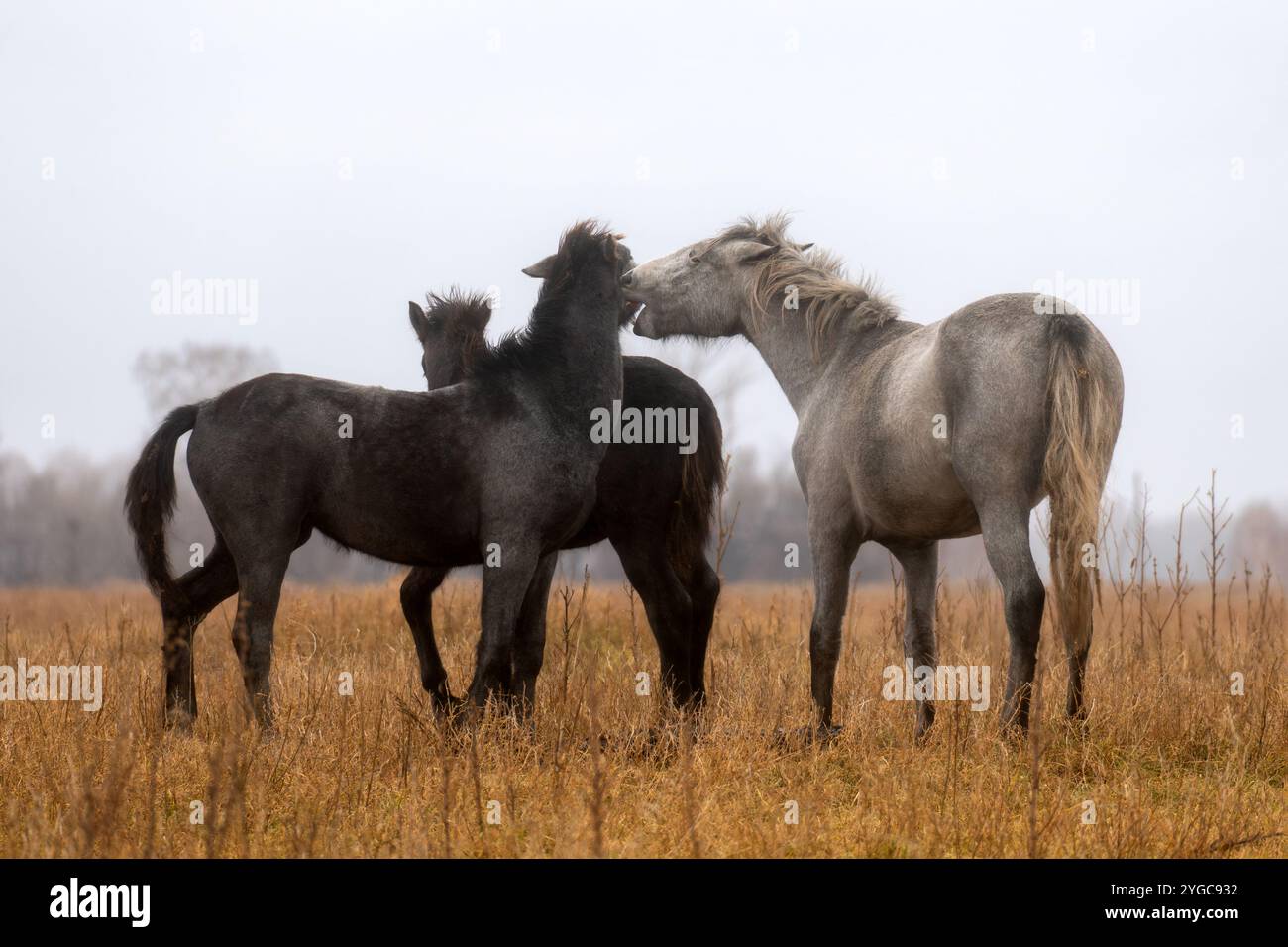 Una mandria di cavalli sta mangiando erba nel campo. Concetto di pascolo del bestiame. Cavalli su erba pendio autunnale sotto il cielo grigio nuvoloso. Splendido paesaggio Foto Stock
