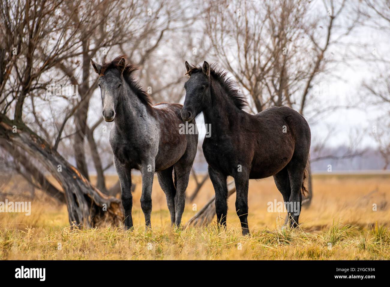 Una mandria di cavalli sta mangiando erba nel campo. Concetto di pascolo del bestiame. Cavalli su erba pendio autunnale sotto il cielo grigio nuvoloso. Splendido paesaggio Foto Stock