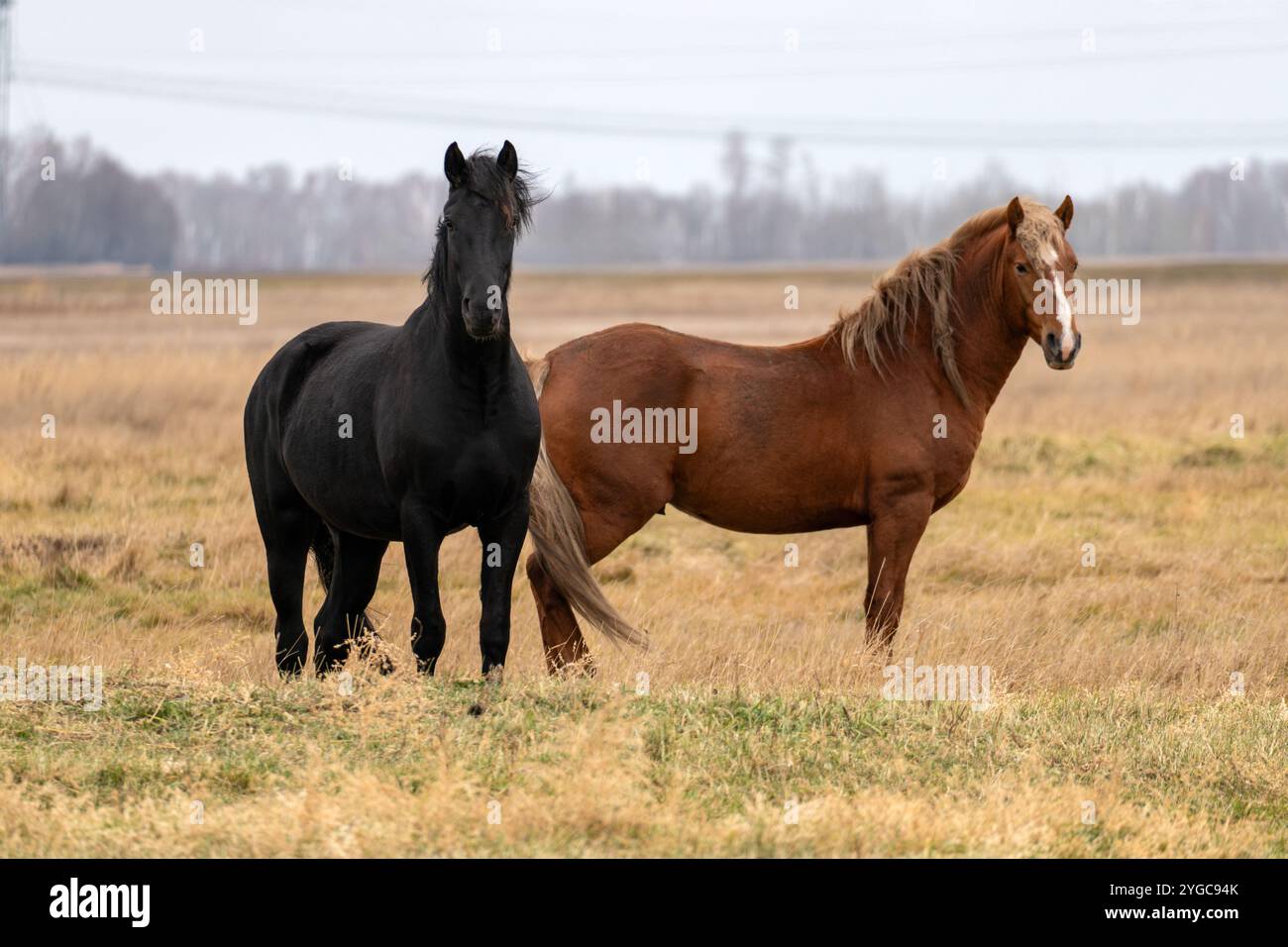 i cavalli camminano attraverso il campo autunnale del villaggio. Una mandria di cavalli sta mangiando erba nel campo. Pascolo del bestiame. Foto Stock