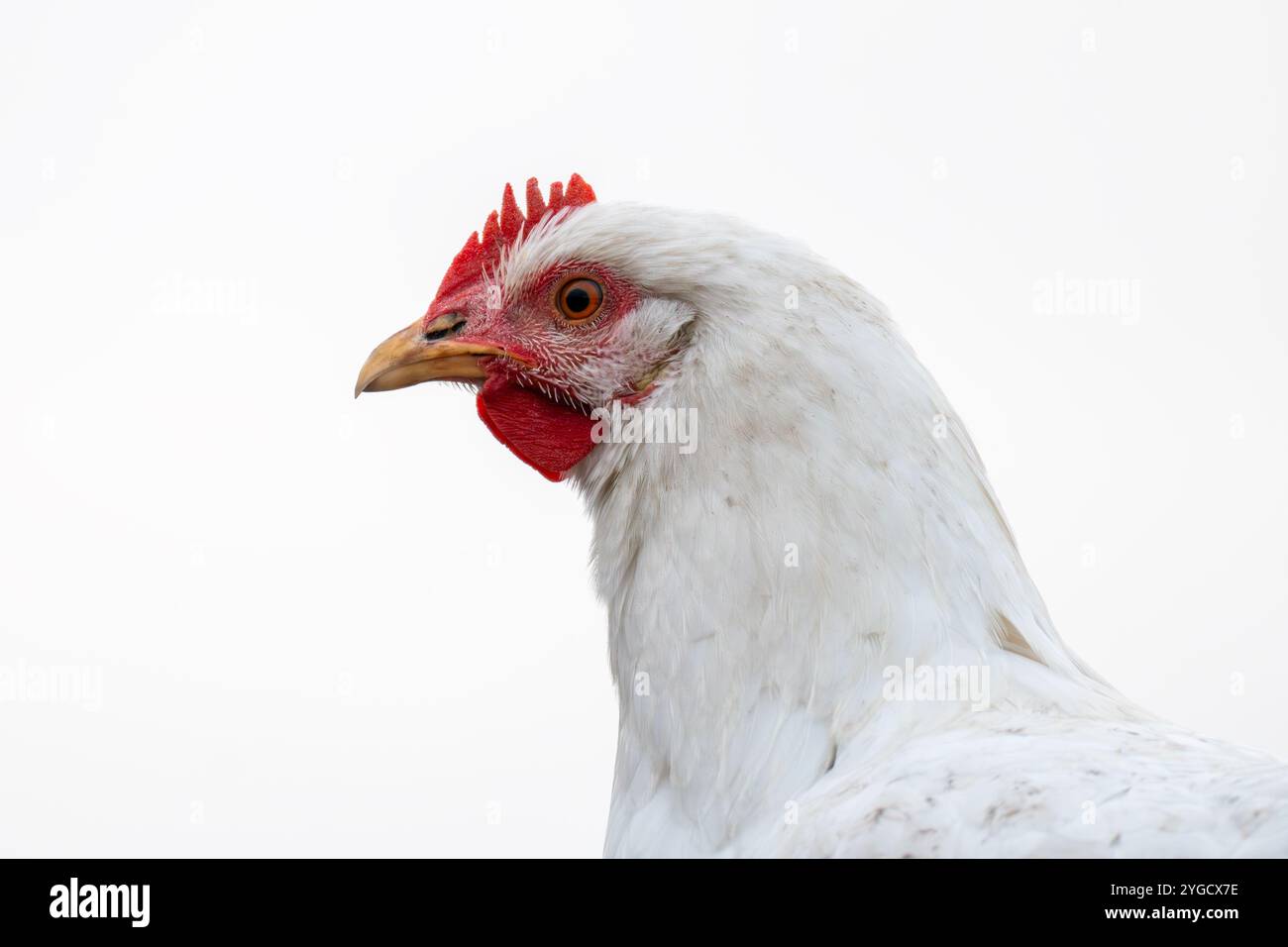 primo piano di uno splendido pollo che mostra in modo vivace la sua elegante piuma. primo piano della testa di pollo. pollo su sfondo bianco, Foto Stock