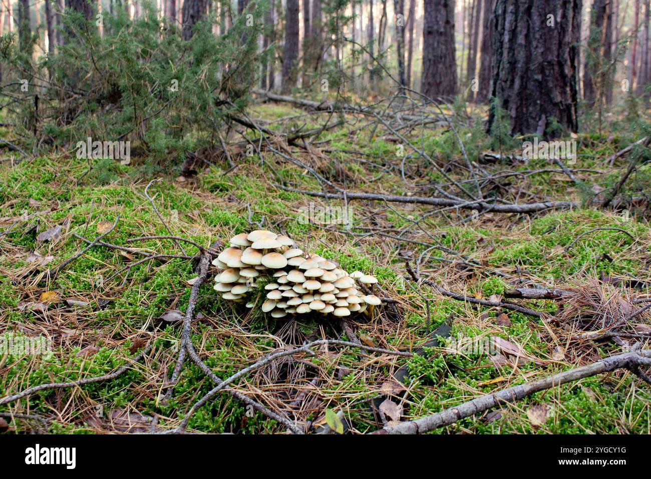 Il fungo velenoso Hypholoma fasciculare. Toadstool. I funghi falsi crescono in gruppi nella foresta. L'autunno nella foresta. Pericolo per ronzio Foto Stock