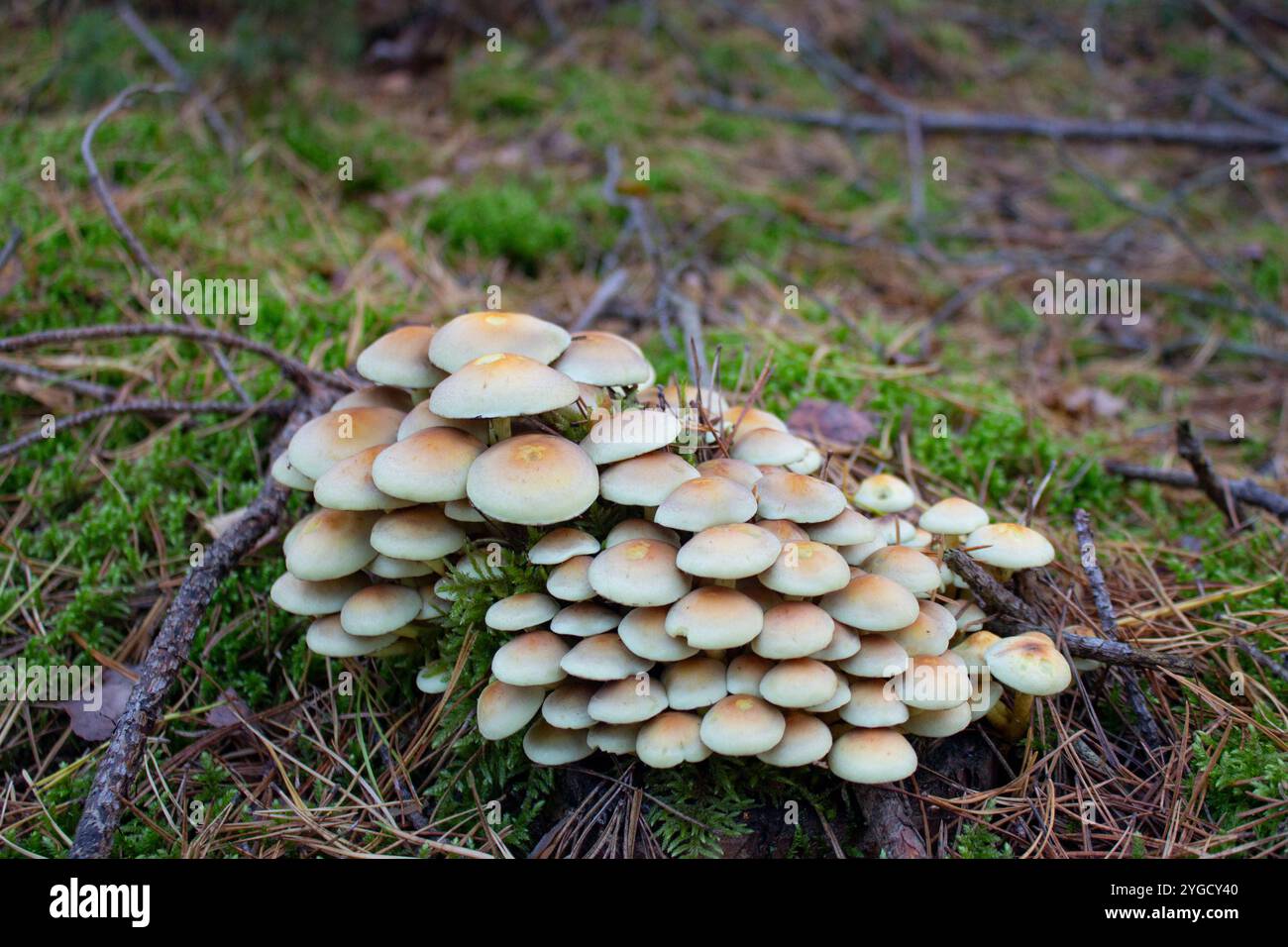 Il fungo velenoso Hypholoma fasciculare. Toadstool. I funghi falsi crescono in gruppi nella foresta. L'autunno nella foresta. Pericolo per ronzio Foto Stock