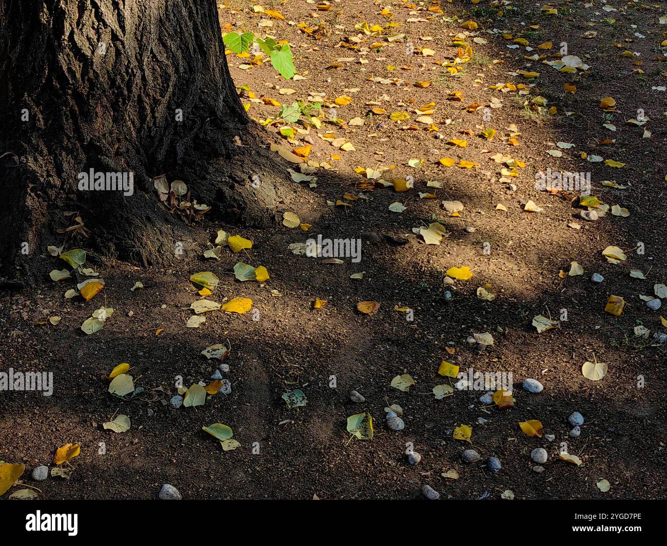 Old Tree Trunk nel parco autunnale: Foglie cadute e gioco di luce e ombra Foto Stock