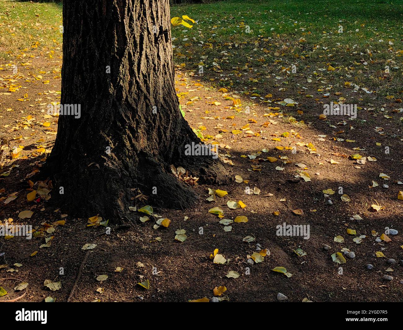 Old Tree Trunk nel parco autunnale: Foglie cadute e gioco di luce e ombra Foto Stock