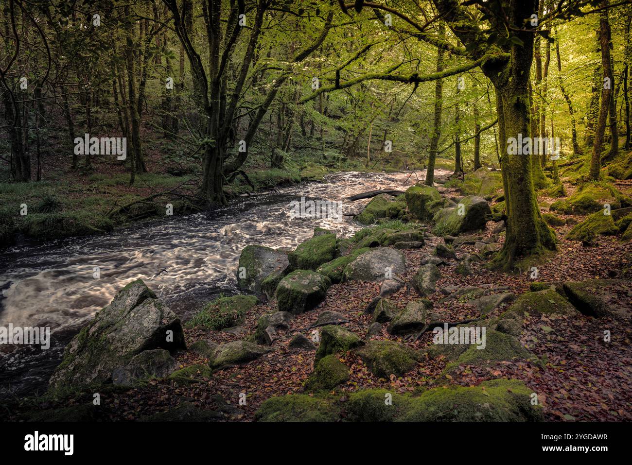 Cascate di Golitha. Il fiume Fowey scorre attraverso l'antico bosco di querce di Draynes Wood a Bodmin Moor in Cornovaglia nel Regno Unito. Foto Stock