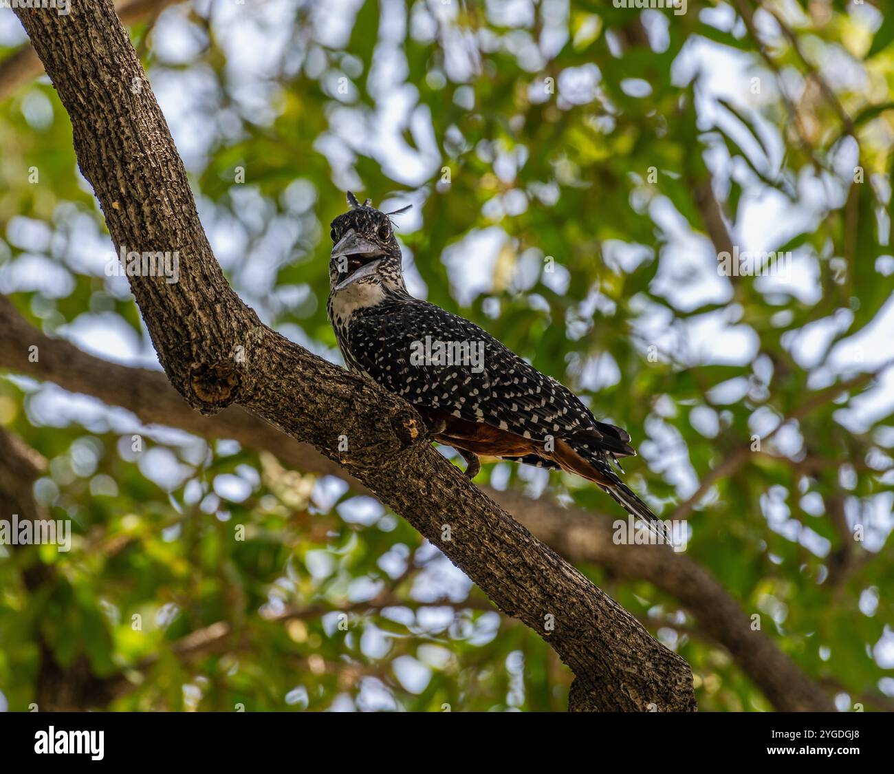 Gigante Kingfisher appollaiato sulla filiale, Namibia Foto Stock