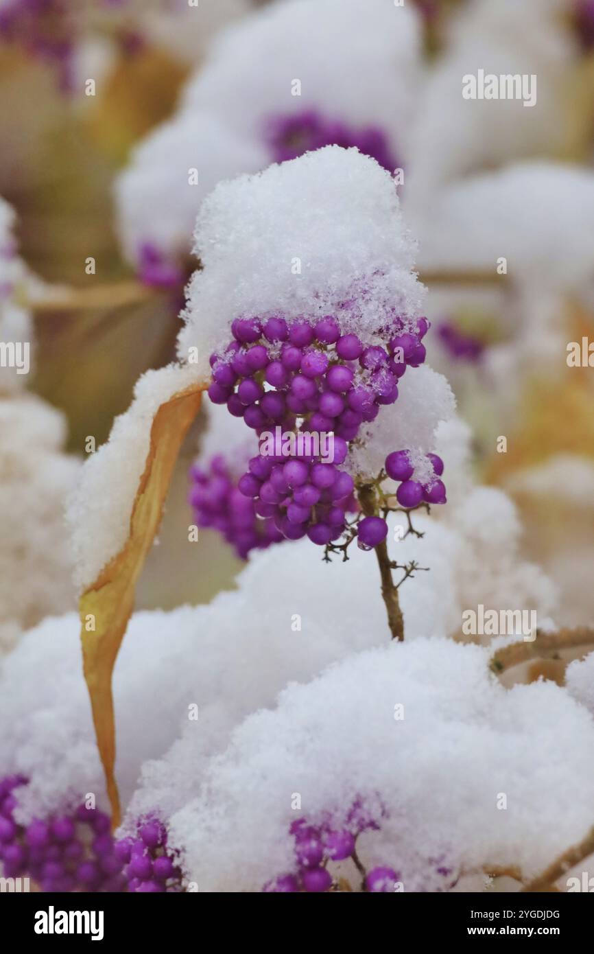 Frutta di bellezza giapponese, le perle d'amore, inverno, Germania, Europa Foto Stock