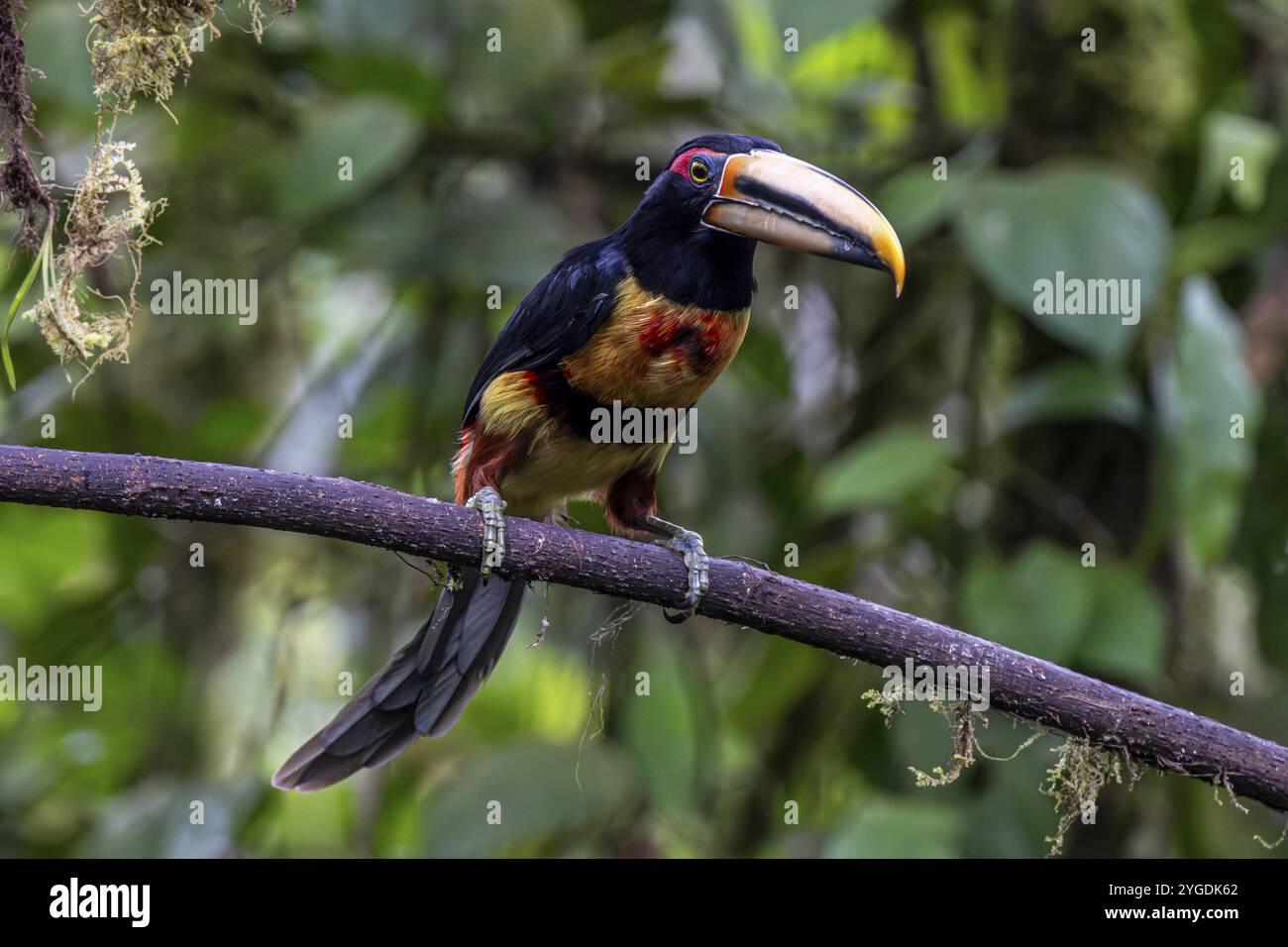 Aracari pallido (Pteroglossus erythropygius), riserva forestale di Mindo, Mindo, Ecuador, Sud America Foto Stock