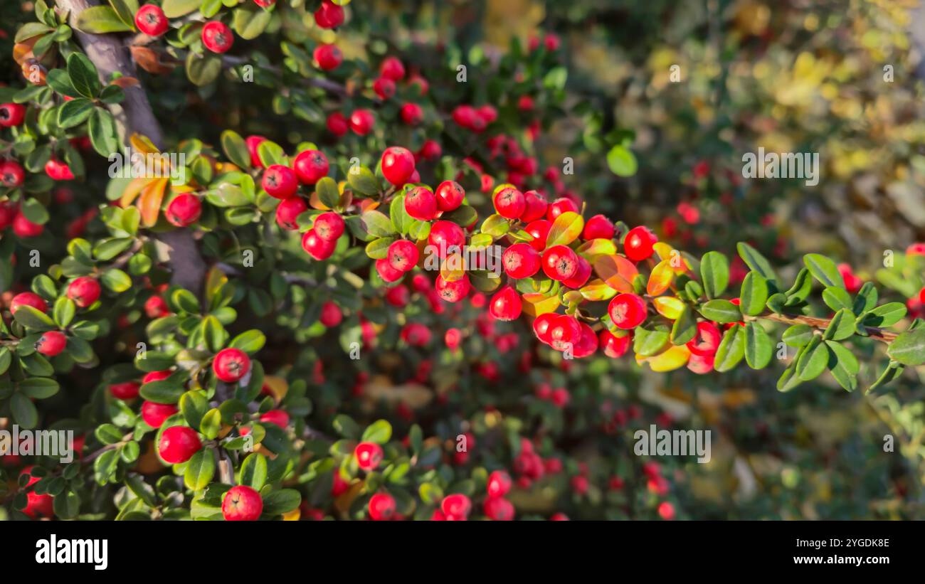Mirtillo rosso brillante sui rami lunghi. Pianta ornamentale. Design stradale. Autunno Foto Stock