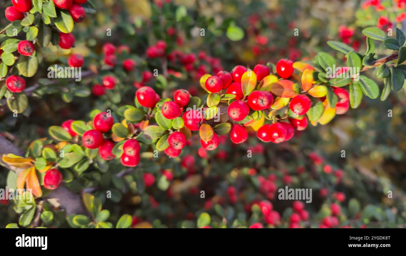 Mirtillo rosso brillante sui rami lunghi. Pianta ornamentale. Design stradale. Autunno Foto Stock