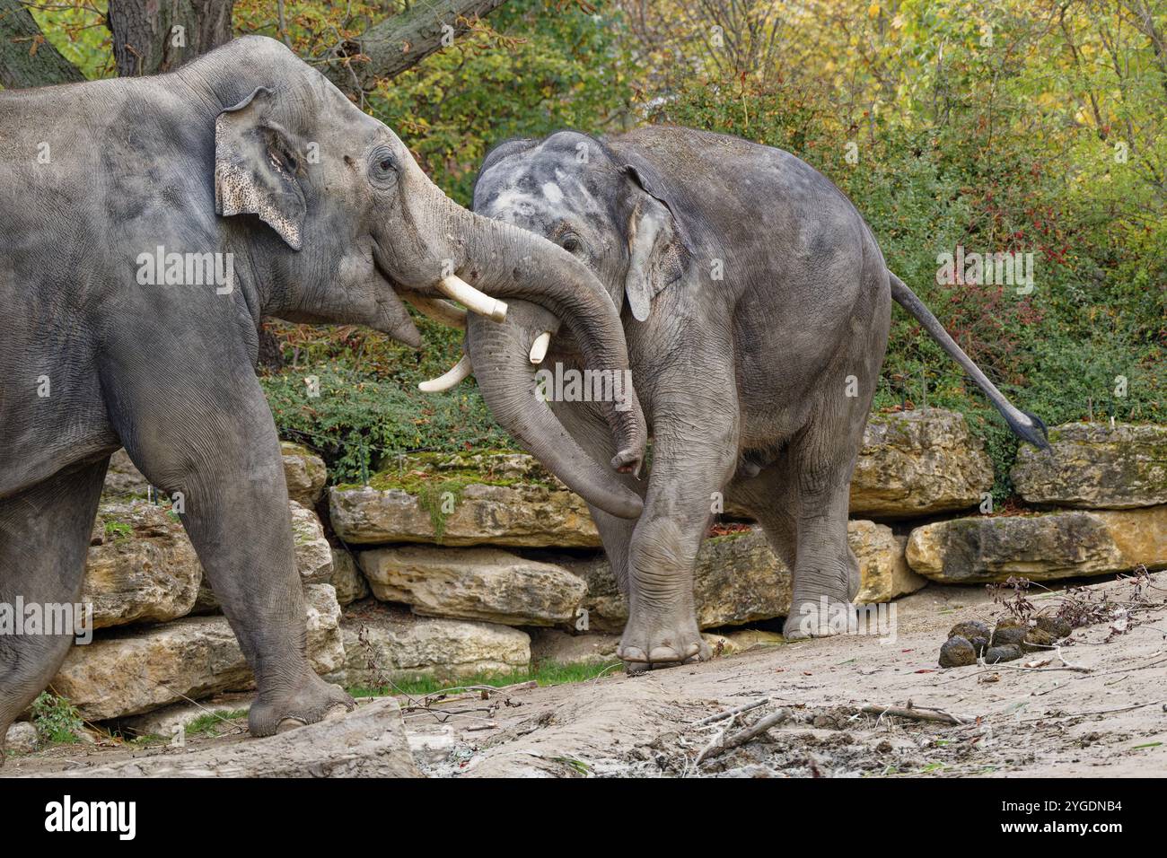 Elefante asiatico (Elephas maximus), maschio, elefante toro, in una lotta giocosa, prigioniero, distribuzione sud e sud-est asiatico Foto Stock