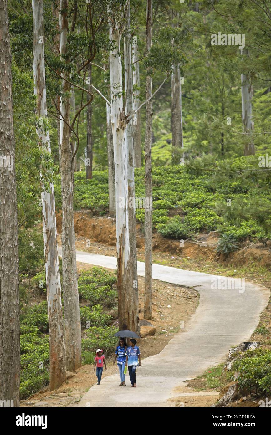 Donna dello Sri Lanka che cammina sotto enormi alberi in una piantagione di tè, Ramboda, Nuwara Eliya, provincia centrale, Sri Lanka, Asia Foto Stock