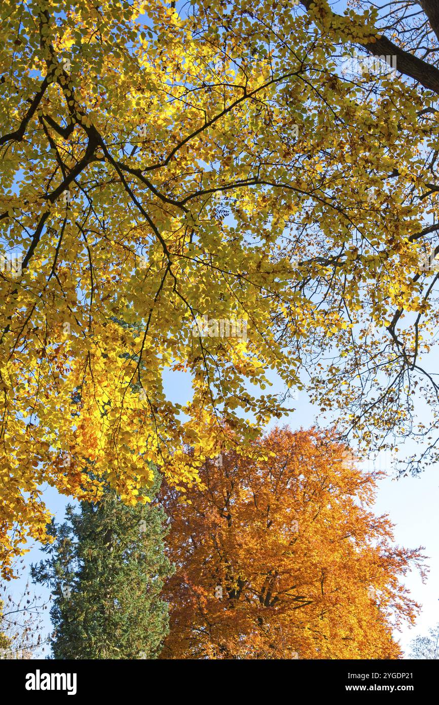 Sfondo: Foglie colorate sulle cime degli alberi durante l'estate indiana Foto Stock