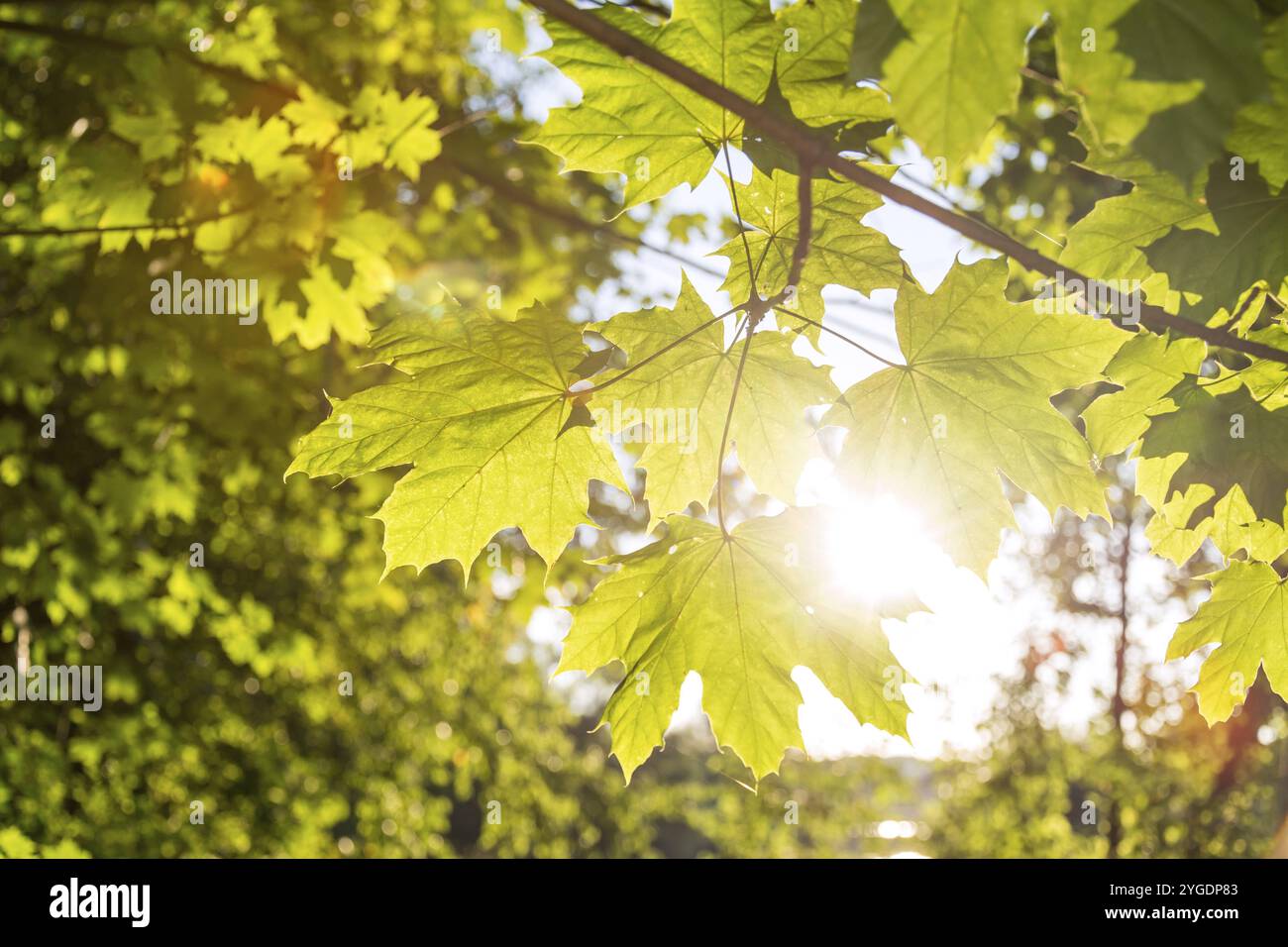 Primo piano di fascio solare che splende attraverso foglie di acero verde Foto Stock