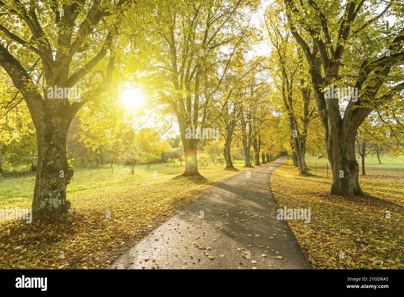 Bella strada di contea alberata in autunno con il sole che splende attraverso le foglie gialle degli alberi Foto Stock