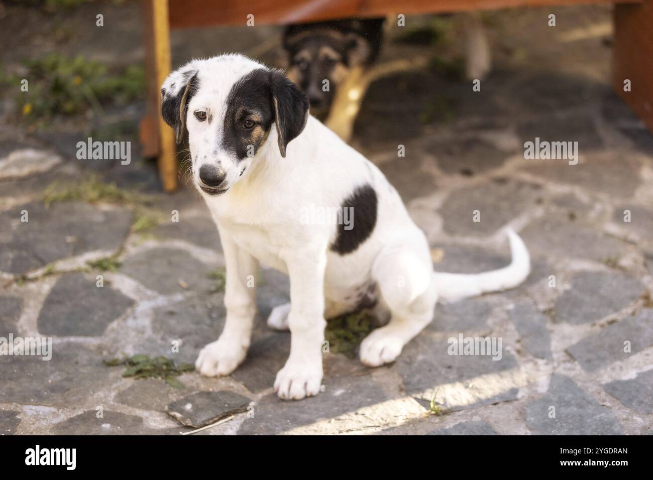 Cucciolo cane bianco e nero con occhi tristi seduto nel rifugio, in attesa di adozione, ritratto ravvicinato Foto Stock