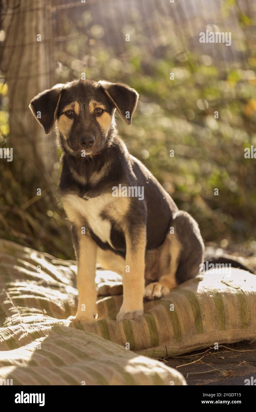 Cucciolo di cane con gli occhi tristi seduto nel rifugio, in attesa di adozione, ritratto ravvicinato Foto Stock