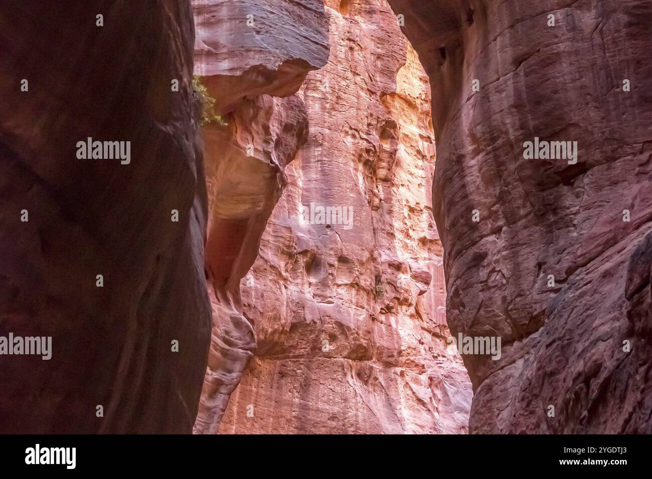 Canyon al Siq a Petra, Giordania, pareti di arenaria rosa e rossa su entrambi i lati, Asia Foto Stock