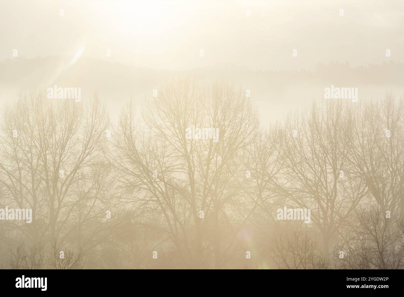 Bella alba su alberi e colline in una giornata foggosa Foto Stock