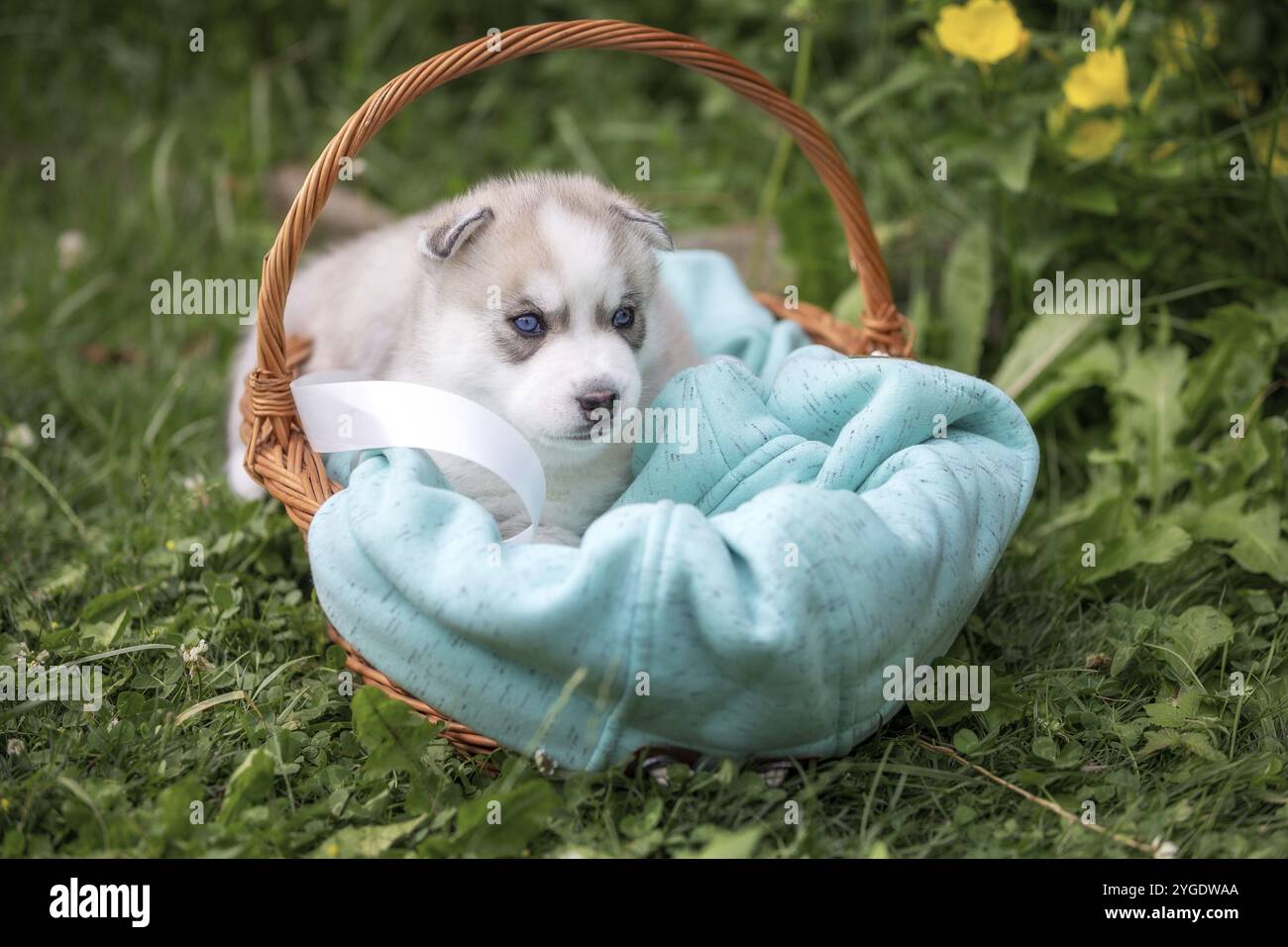Carino siberian husky cucciolo con gli occhi blu nel cestello Foto Stock