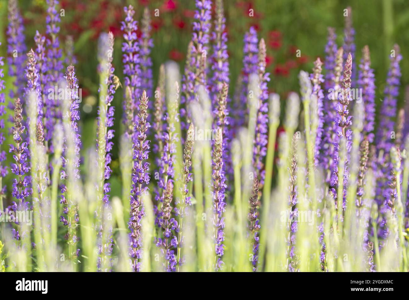 Closeup macro shot di bellissimi fiori viola lavanda in primavera Foto Stock