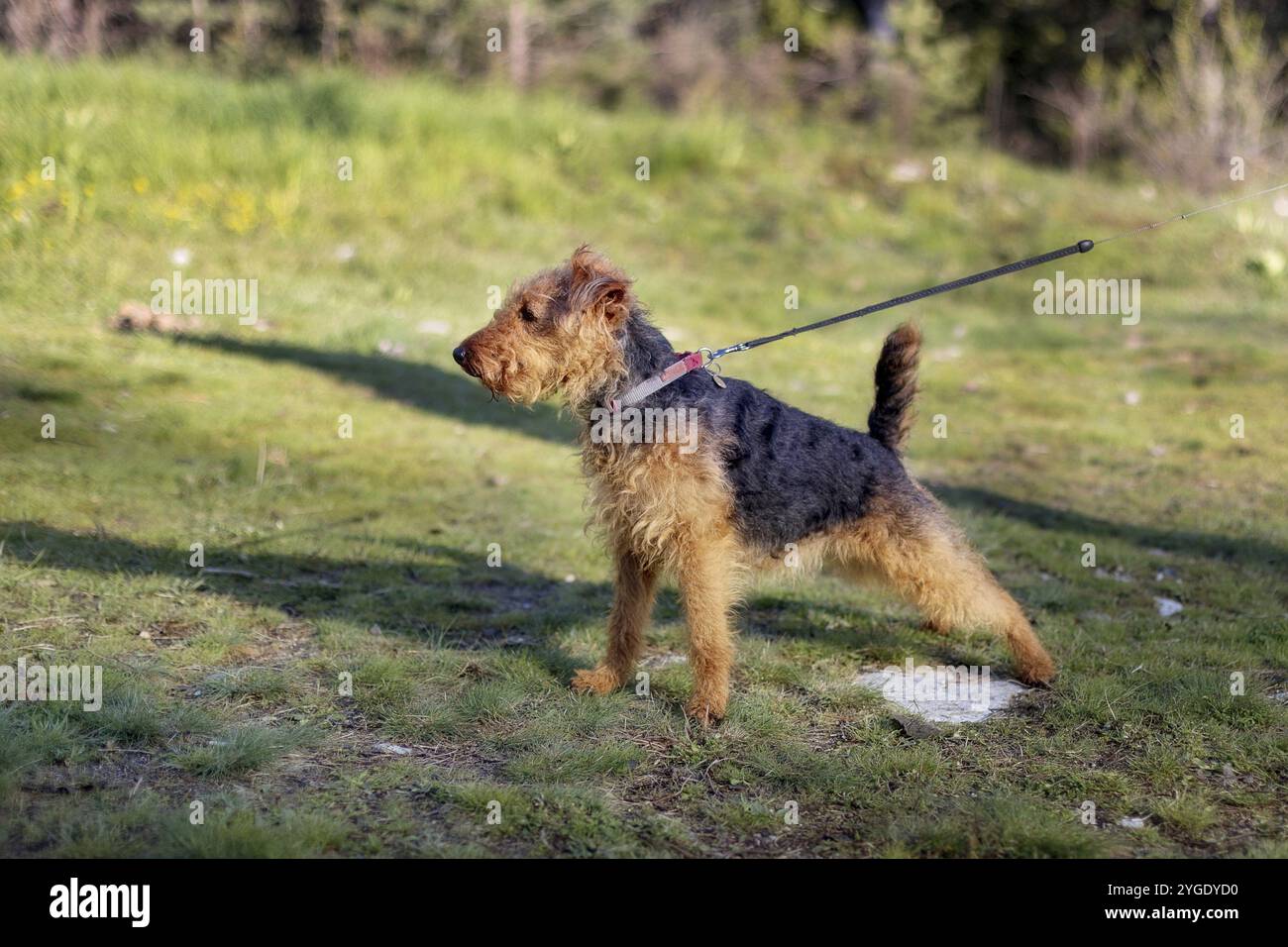 Gallese terrier all'aperto in testa, ritratto laterale Foto Stock