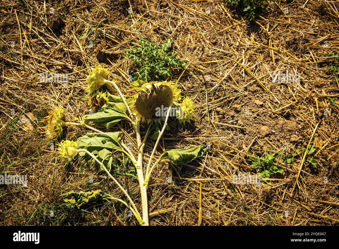 Un girasole sbiadito giace in un campo a Monheim am Rhein, Germania, Europa Foto Stock