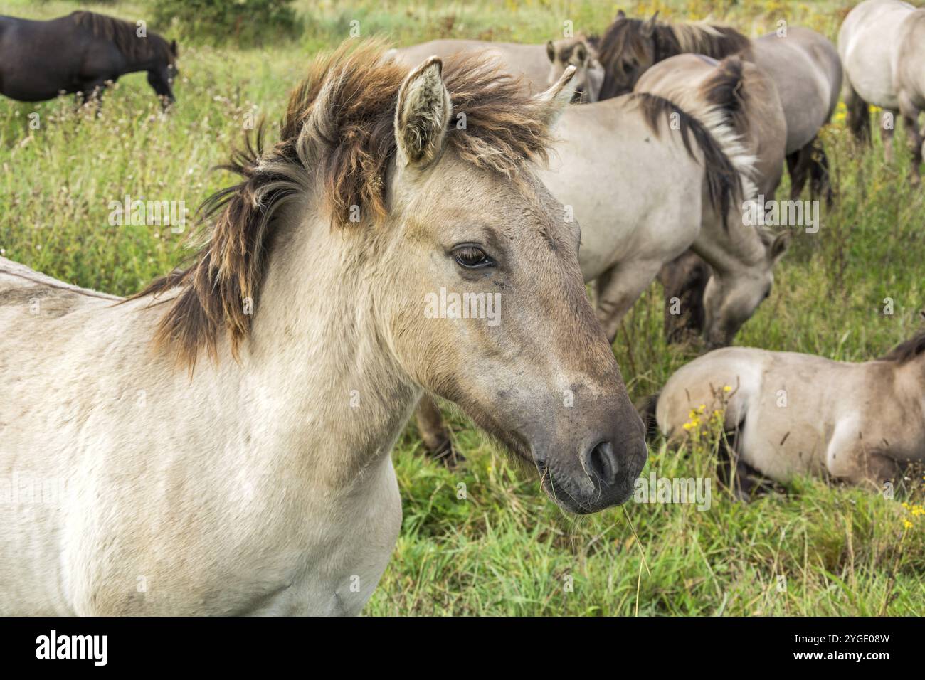 Bel cavallo selvatico (Konik) di fronte alla sua mandria Foto Stock