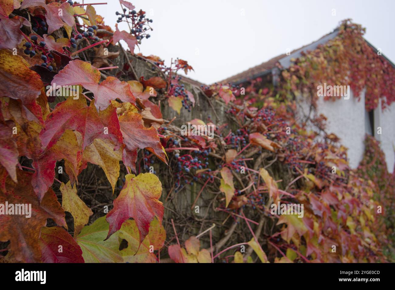 Vitis vinifera subsp. Sylvestris on House facade, Pfaffenhofen, ottobre, autunno, Ilmtal, ILM, Baviera, Stato libero, Germania, Europa Foto Stock