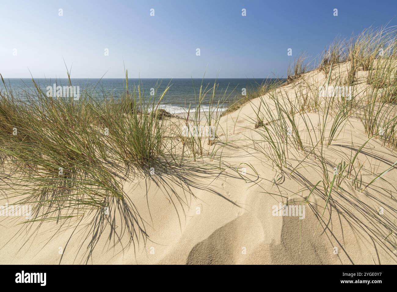 Dune di sabbia con erba da spiaggia vicino all'oceano sulla costa tedesca del Mare del Nord Foto Stock