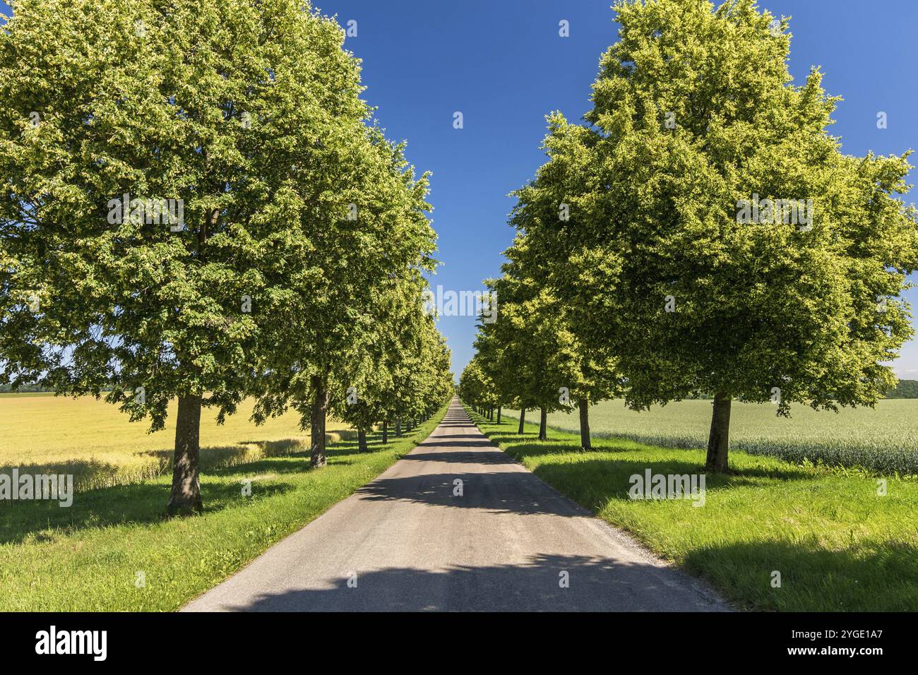 Viale panoramico dritto con alberi verdi in estate paesaggio rurale Foto Stock