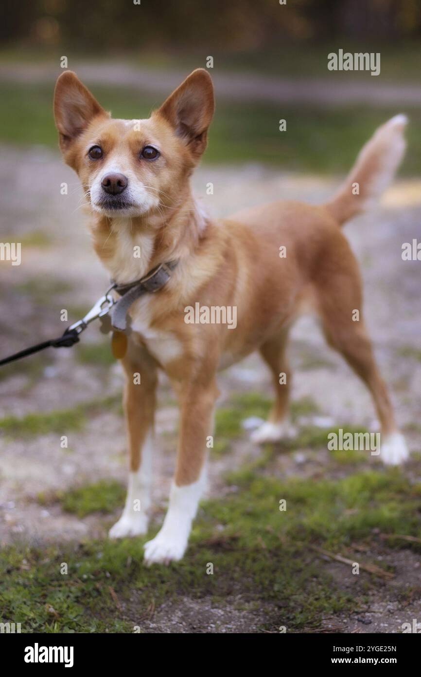 Il piccolo cane dai capelli rossi giace ritratto Foto Stock