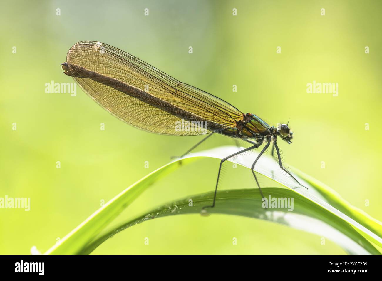 Damigella alata blu (Calopteryx virgo), femmina, che prende il sole su una foglia di canne, Liederbach, Dillendorf, Renania-Palatinato, Germania, Europa Foto Stock