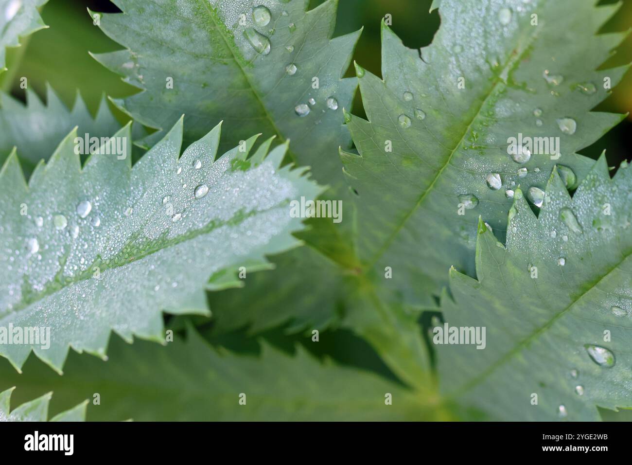 Goccioline d'acqua su foglie di piante seghettate verdi. Foto Stock