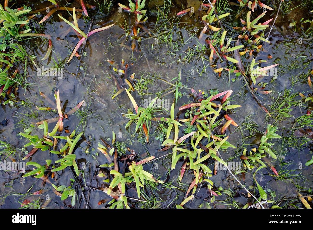 Acqua depositata suolo dopo la pioggia. Foto Stock