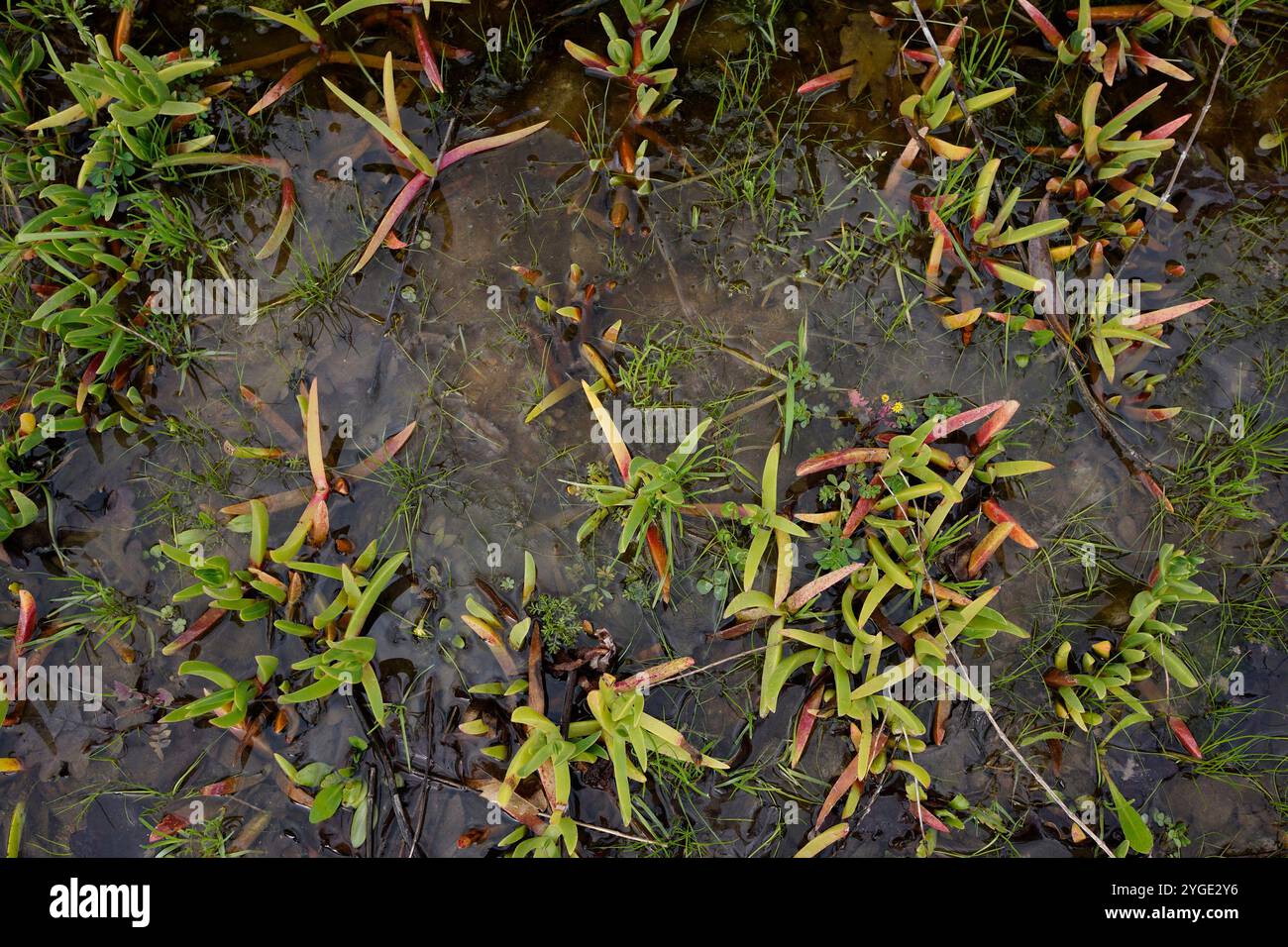 Acqua depositata suolo dopo la pioggia. Foto Stock